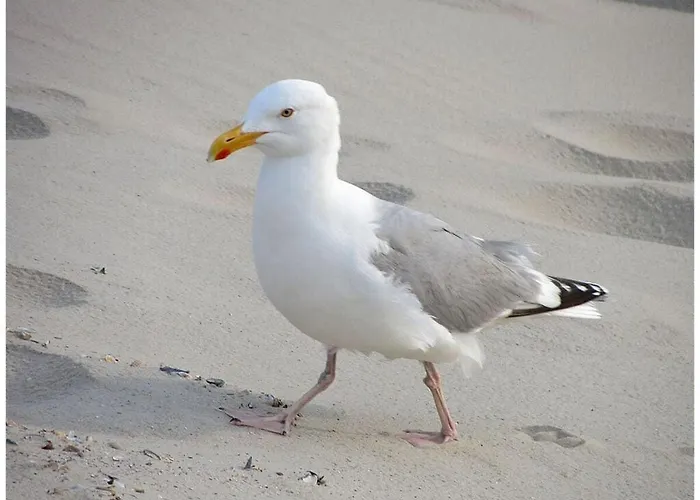 Old Printing House Bodoni Norderney